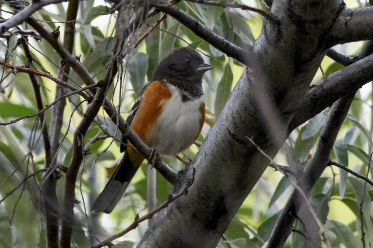 Spotted Towhee - ML643525281