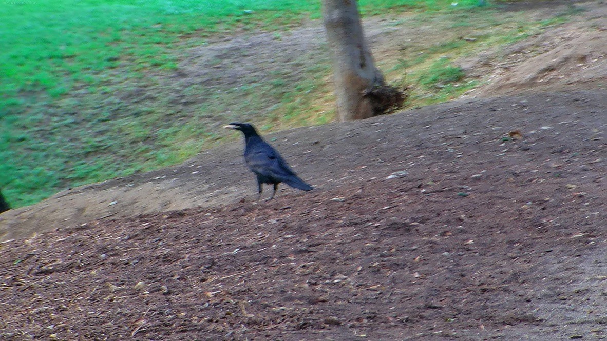 American Crow - ML643525313