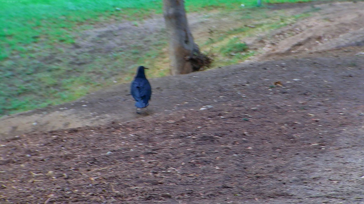 American Crow - ML643525314