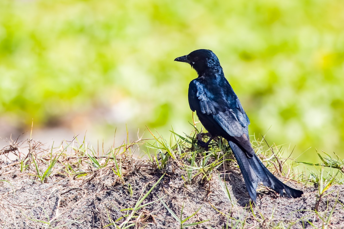 svartdrongo - ML643525330