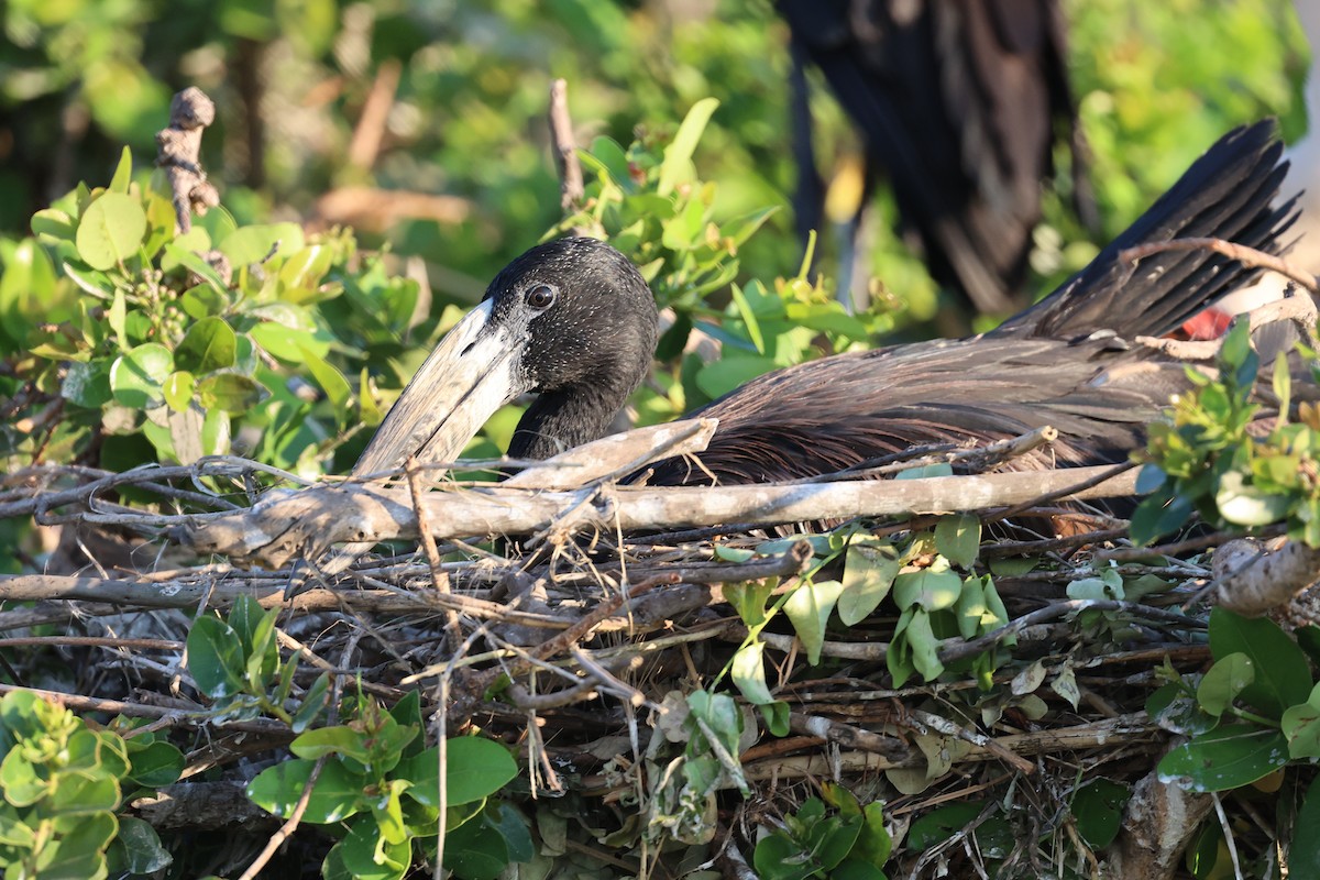 African Openbill - ML643525331