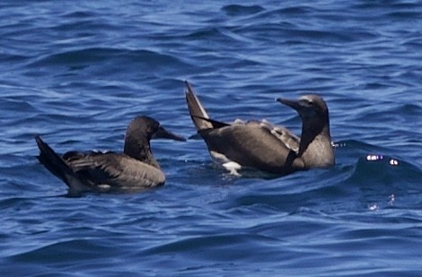 Blue-footed Booby - ML643525333