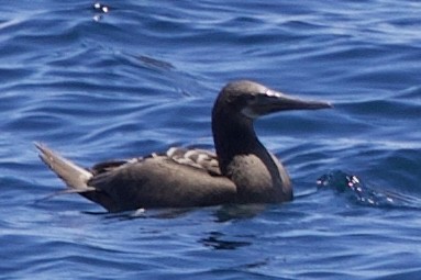 Blue-footed Booby - ML643525334