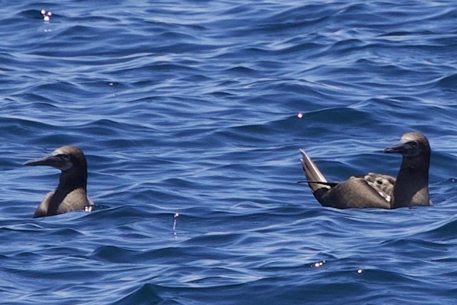 Blue-footed Booby - ML643525335