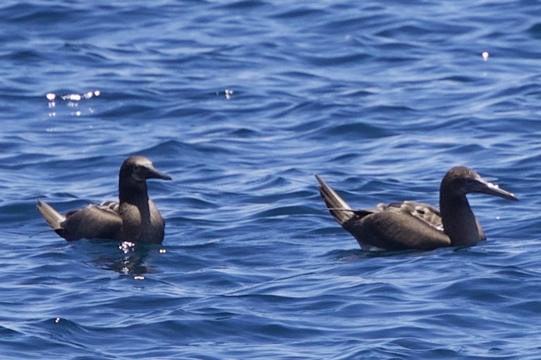 Blue-footed Booby - ML643525336