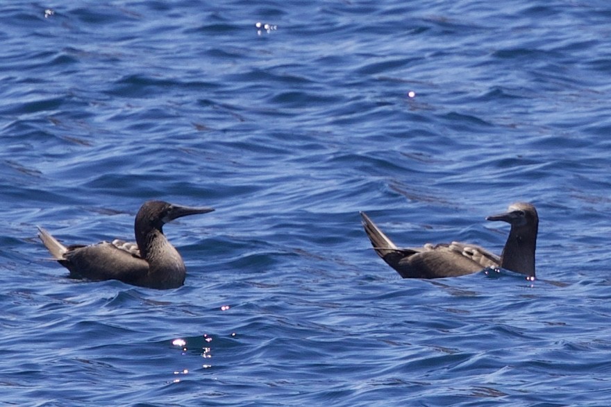 Blue-footed Booby - ML643525337
