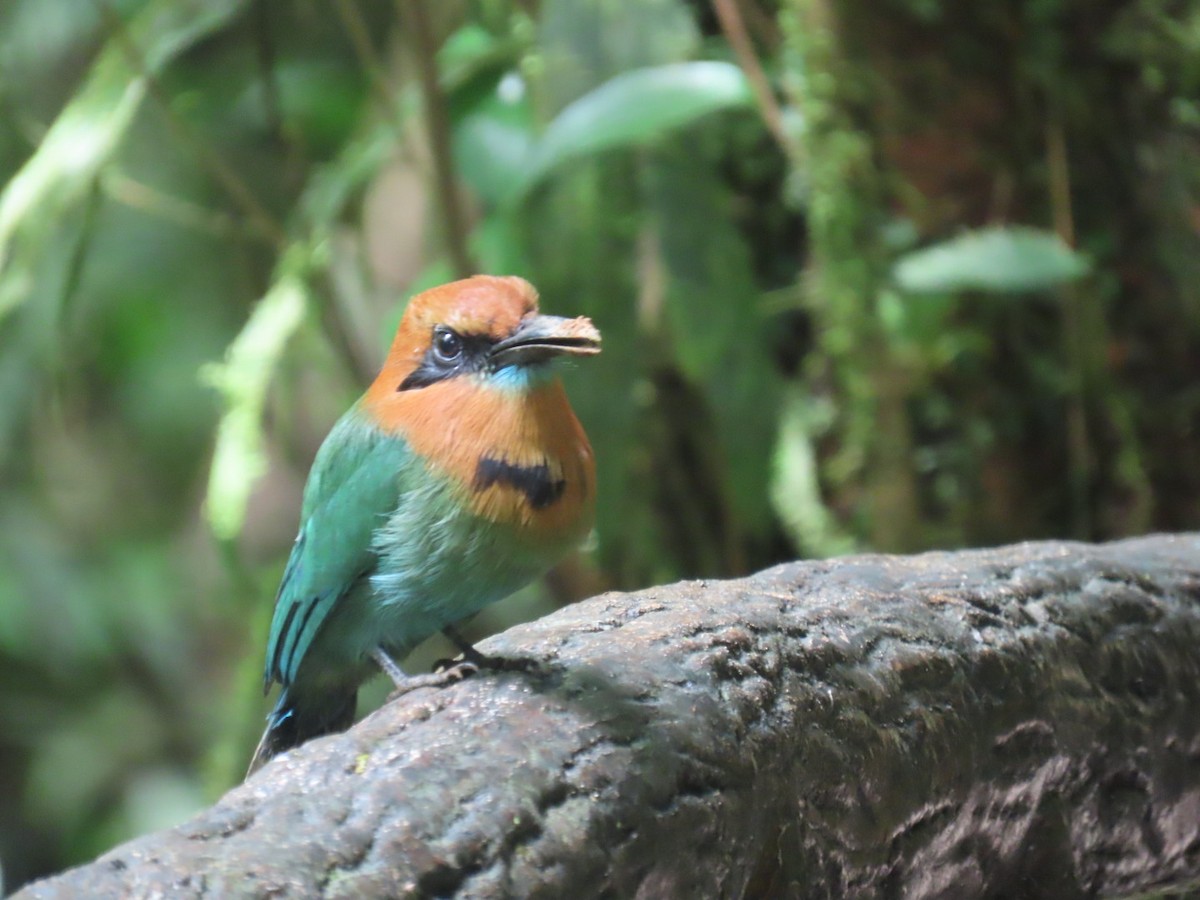 Broad-billed Motmot - ML643525346