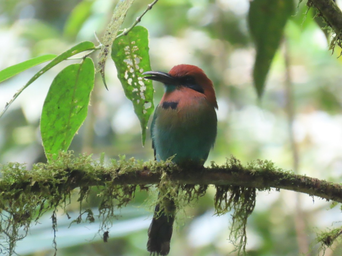 Broad-billed Motmot - ML643525347
