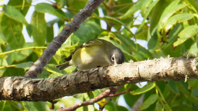Blue-headed Vireo - ML643525363