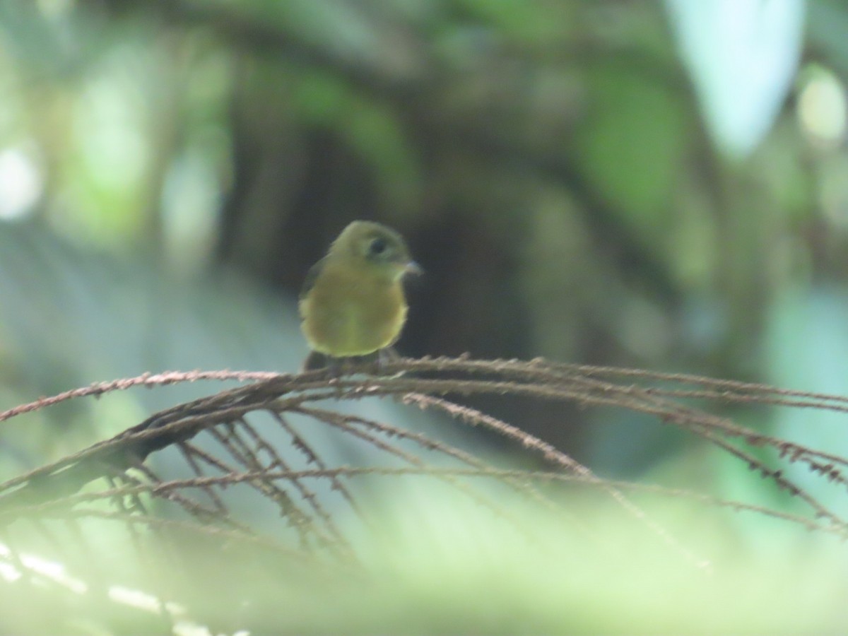 tyranovec sírovokostřecový - ML643525364