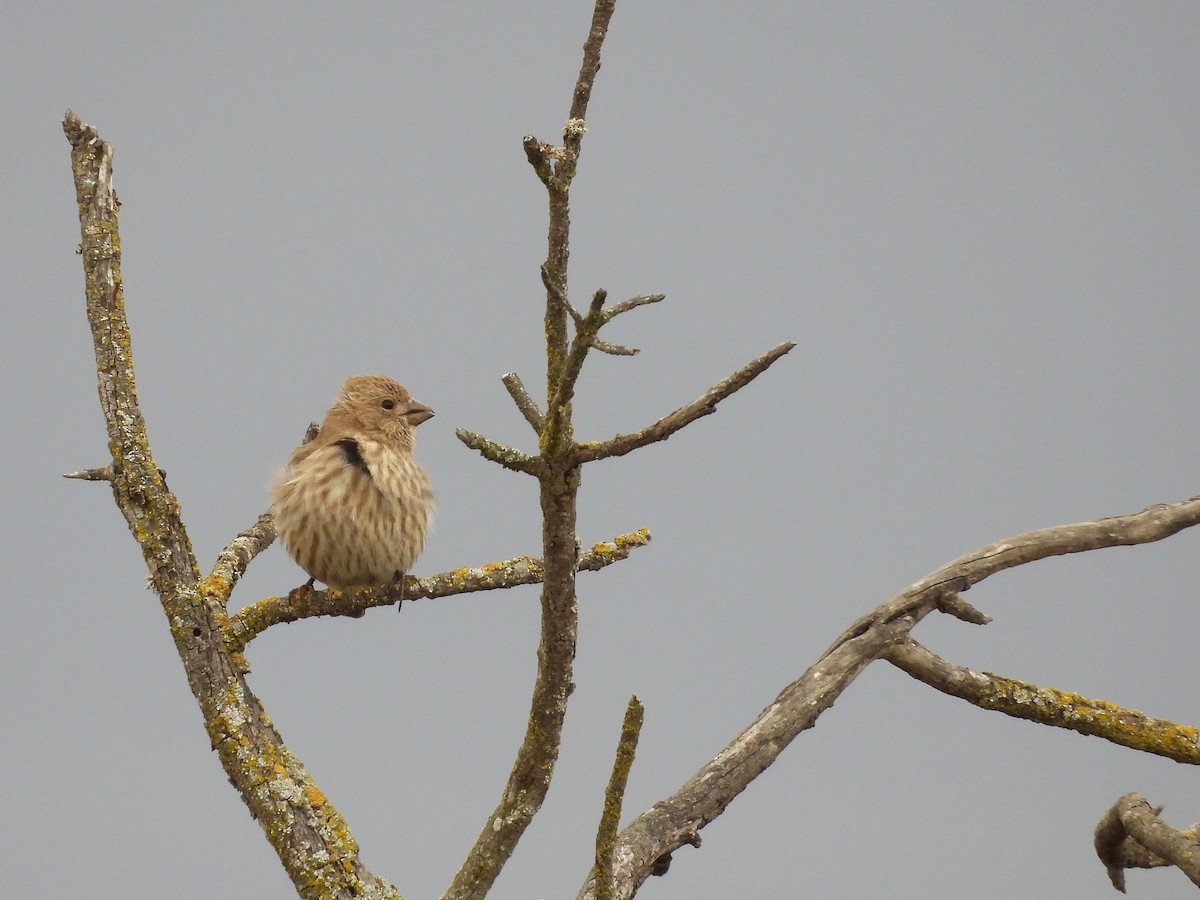 House Finch - ML643525369
