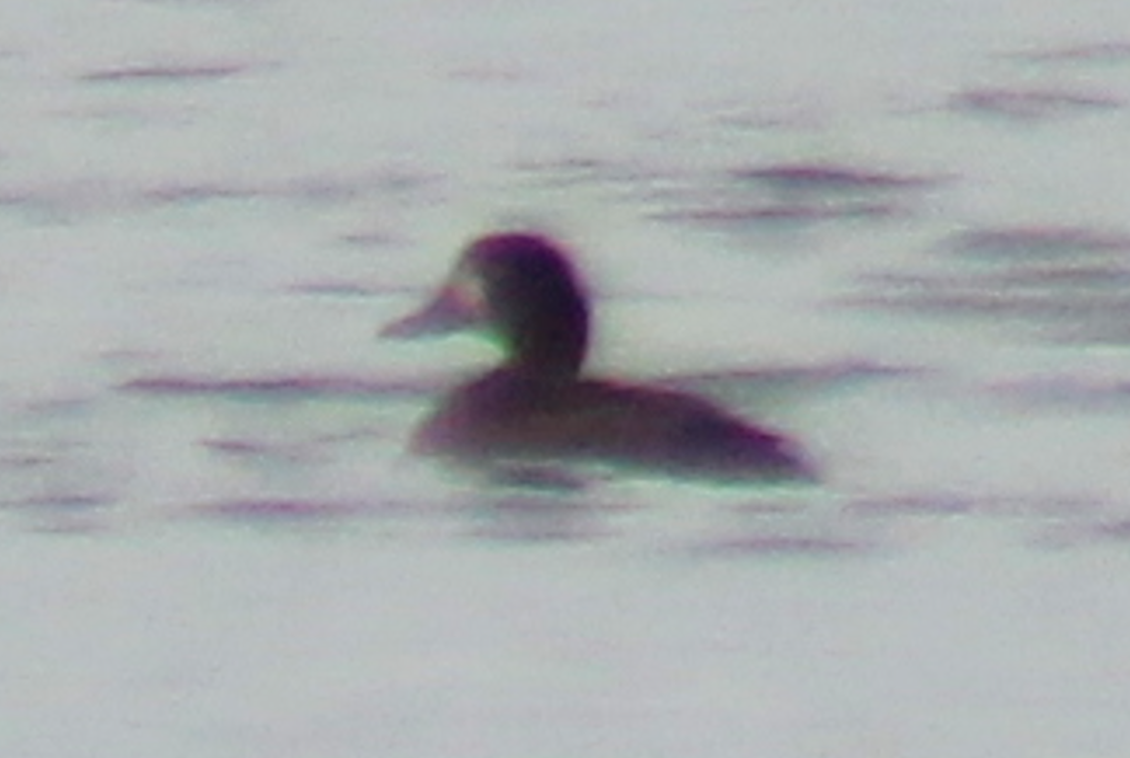 Greater Scaup - ML643525372