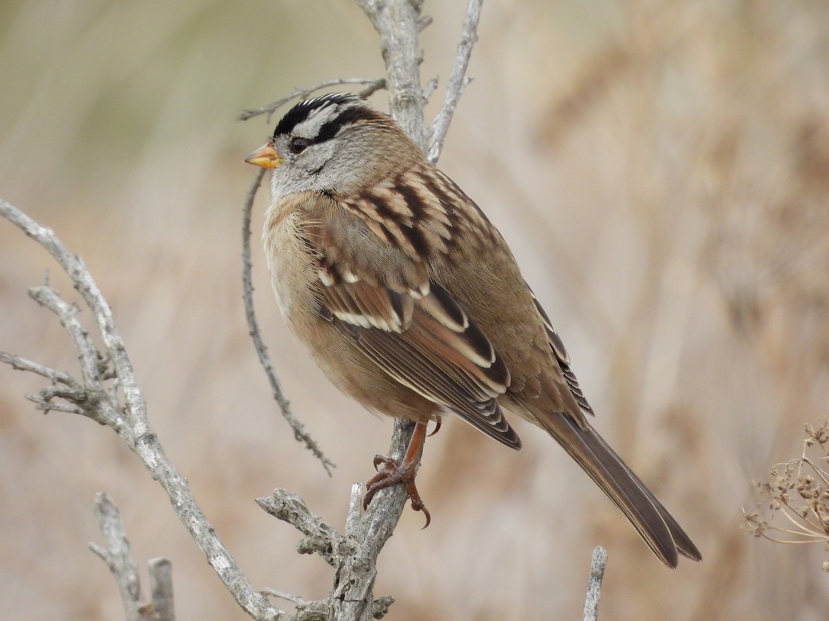 White-crowned Sparrow - ML643525383