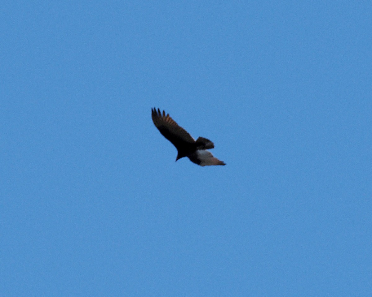 Turkey Vulture - ML643525388