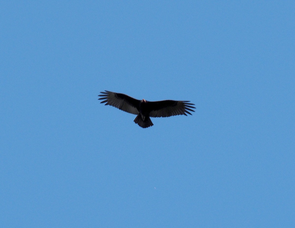 Turkey Vulture - ML643525389