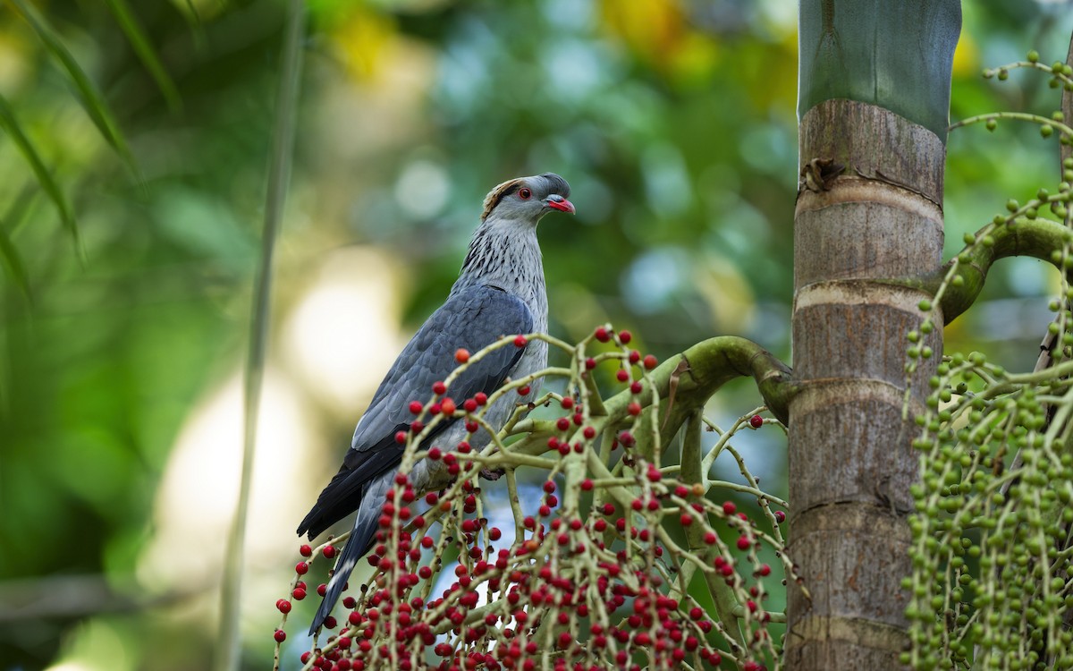 Topknot Pigeon - ML643525391