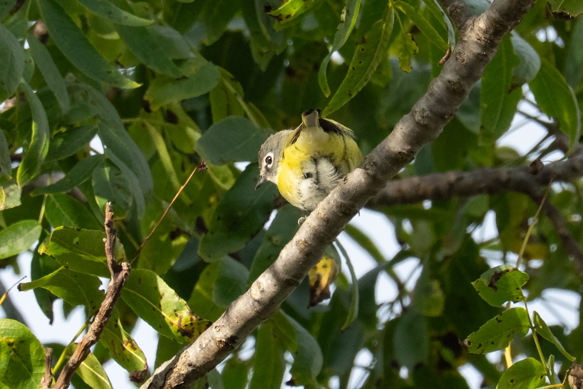 Blue-headed Vireo - ML643525398