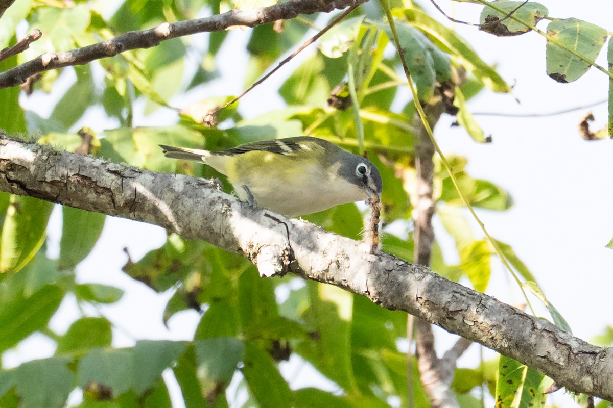 Blue-headed Vireo - ML643525401