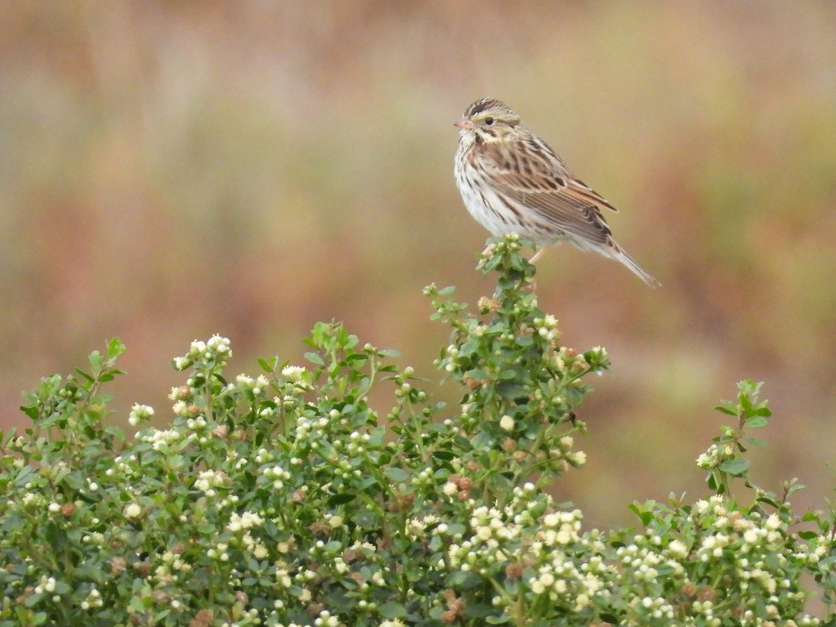 Savannah Sparrow - ML643525402