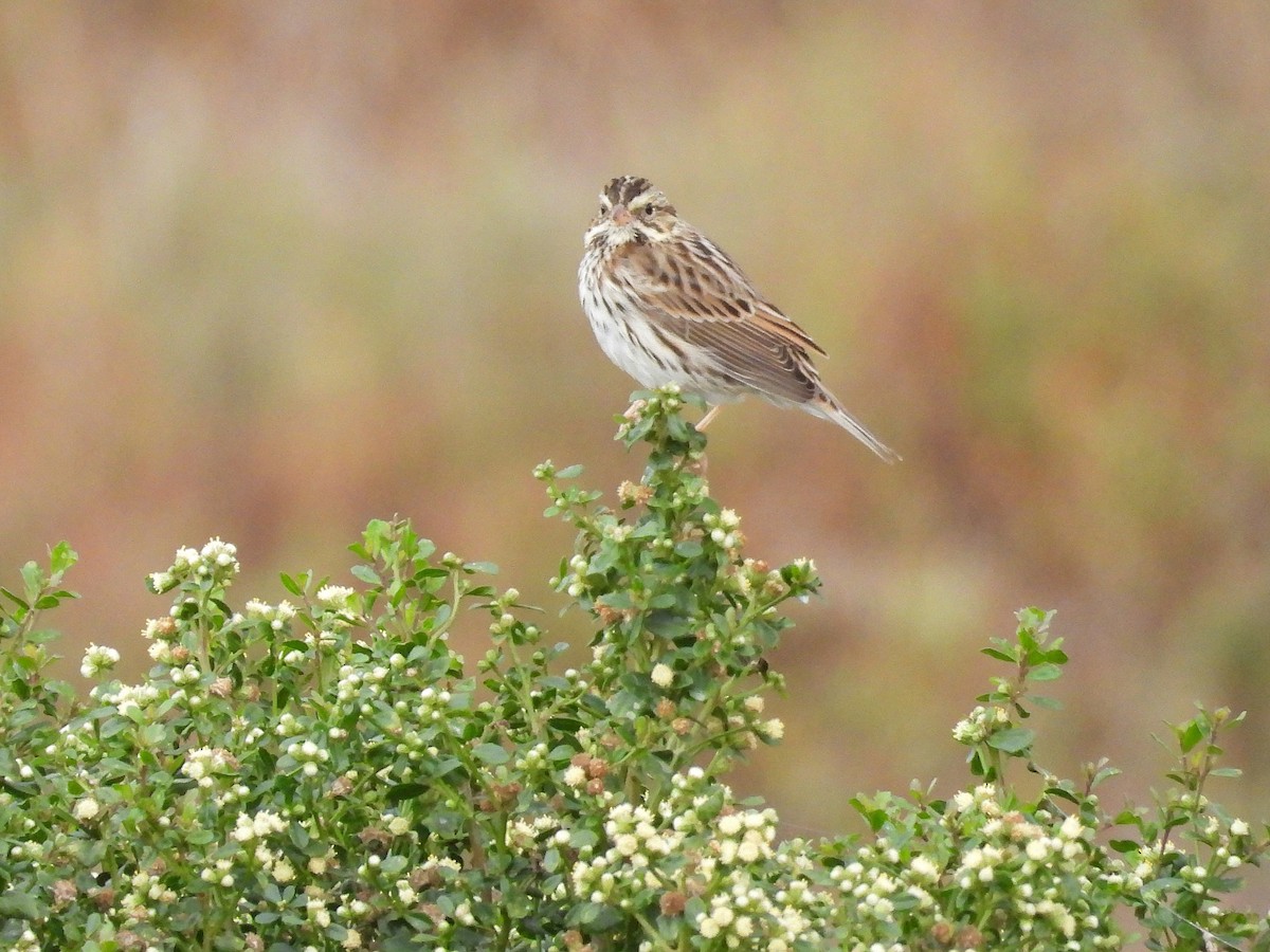 Savannah Sparrow - ML643525405