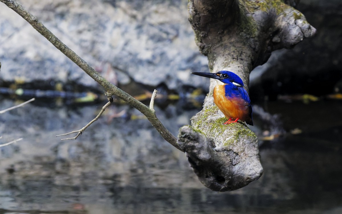 Azure Kingfisher - ML643525410