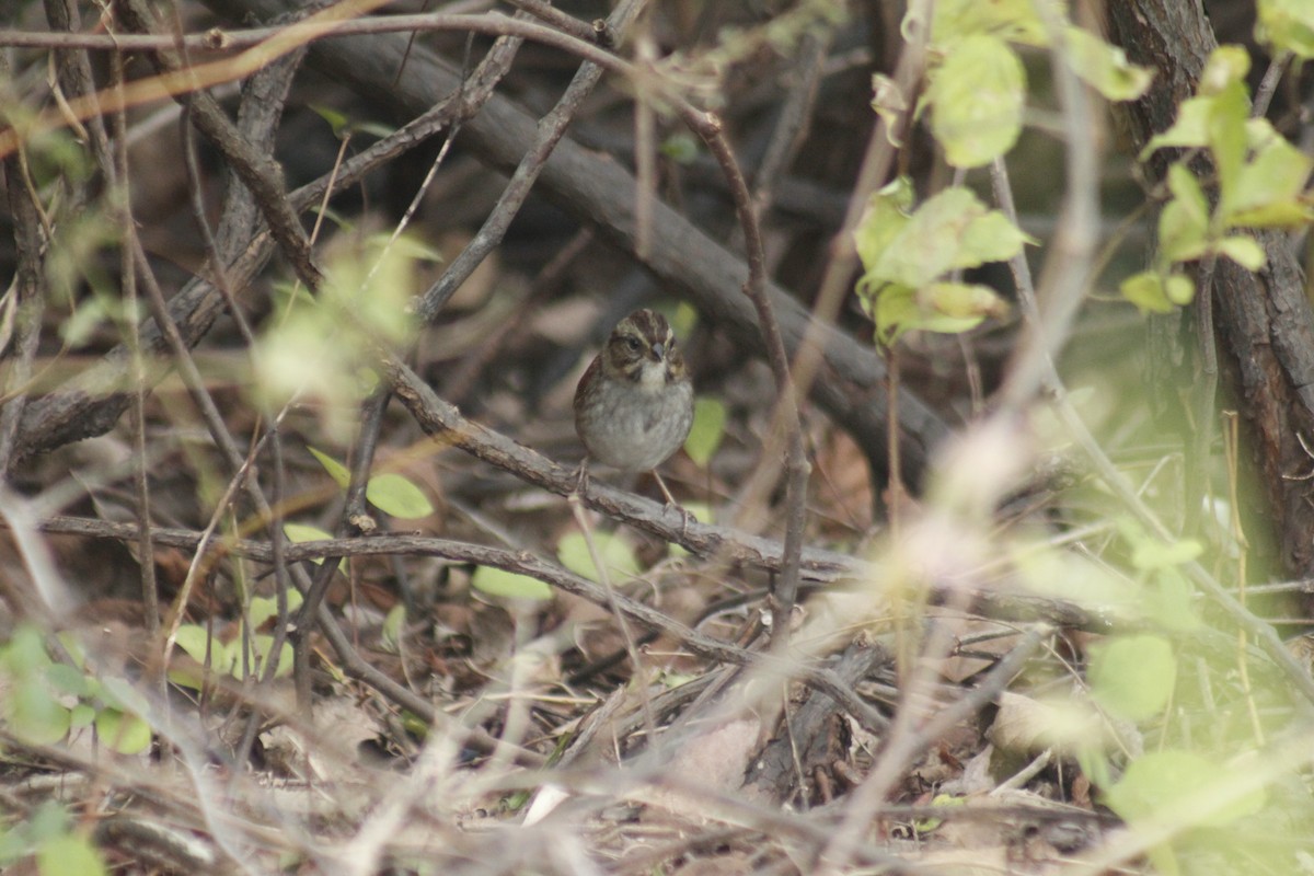 Swamp Sparrow - ML643525415