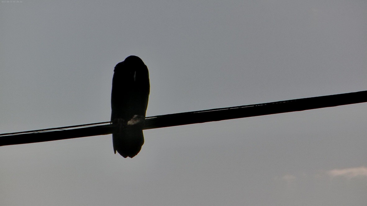 American Crow - ML643525432