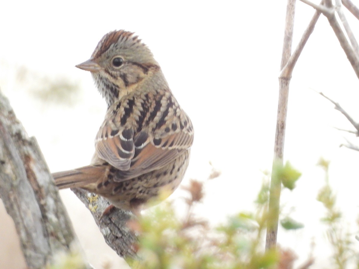 Lincoln's Sparrow - ML643525433