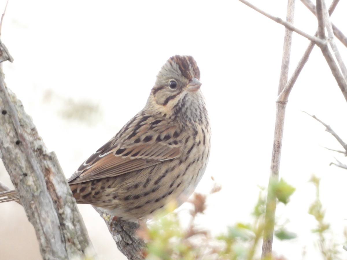 Lincoln's Sparrow - ML643525440