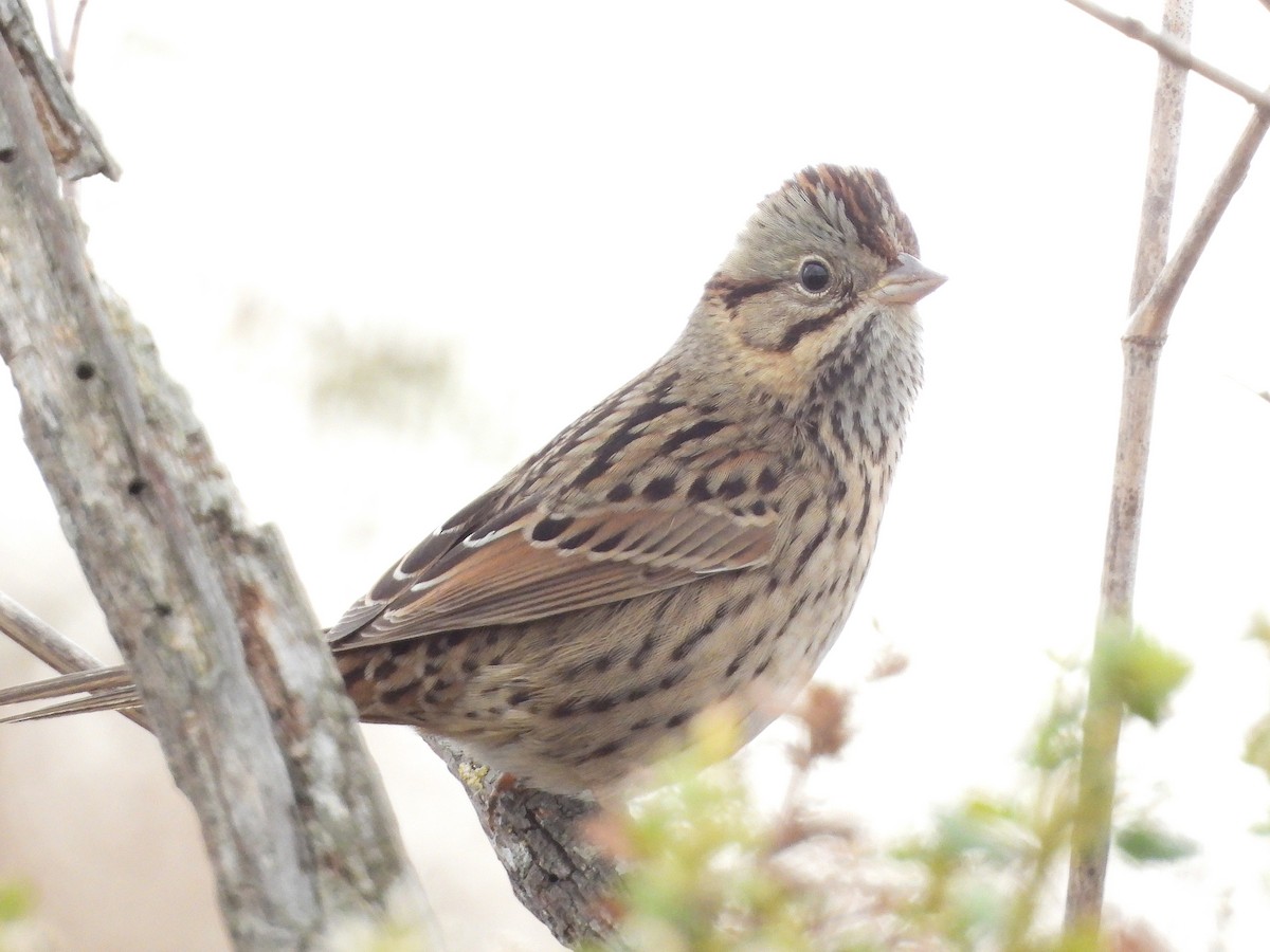Lincoln's Sparrow - ML643525446