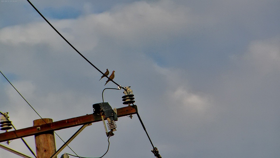 Mourning Dove - ML643525448