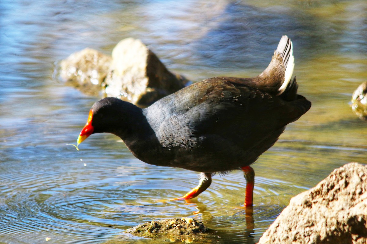 Dusky Moorhen - ML643525460