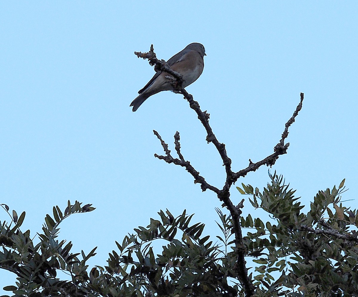 Eastern Bluebird - ML643525462
