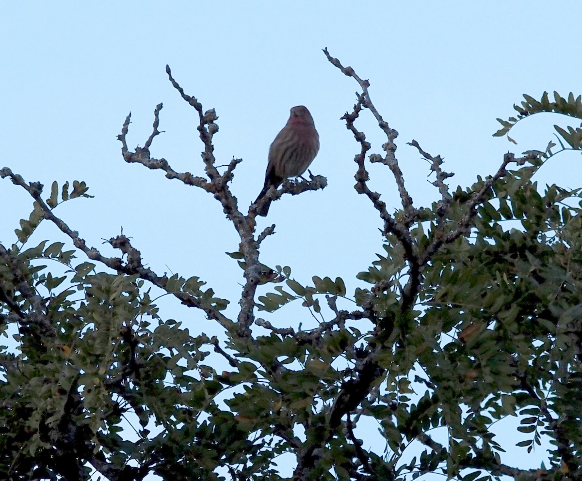 House Finch - ML643525468