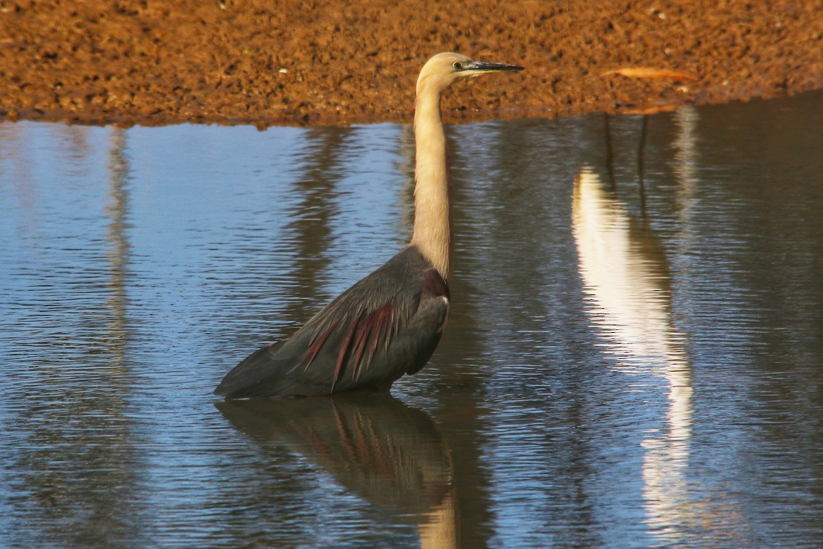 Pacific Heron - ML643525473