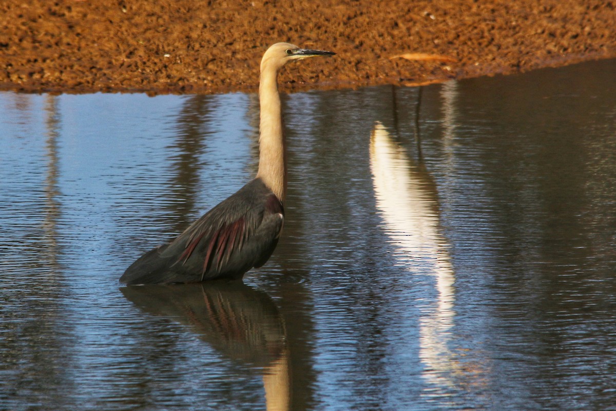 Pacific Heron - ML643525474