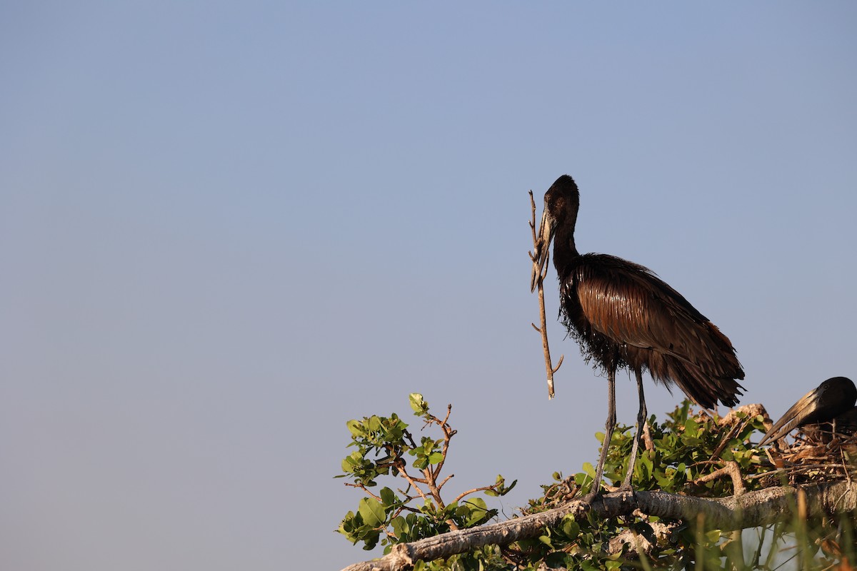African Openbill - ML643525483