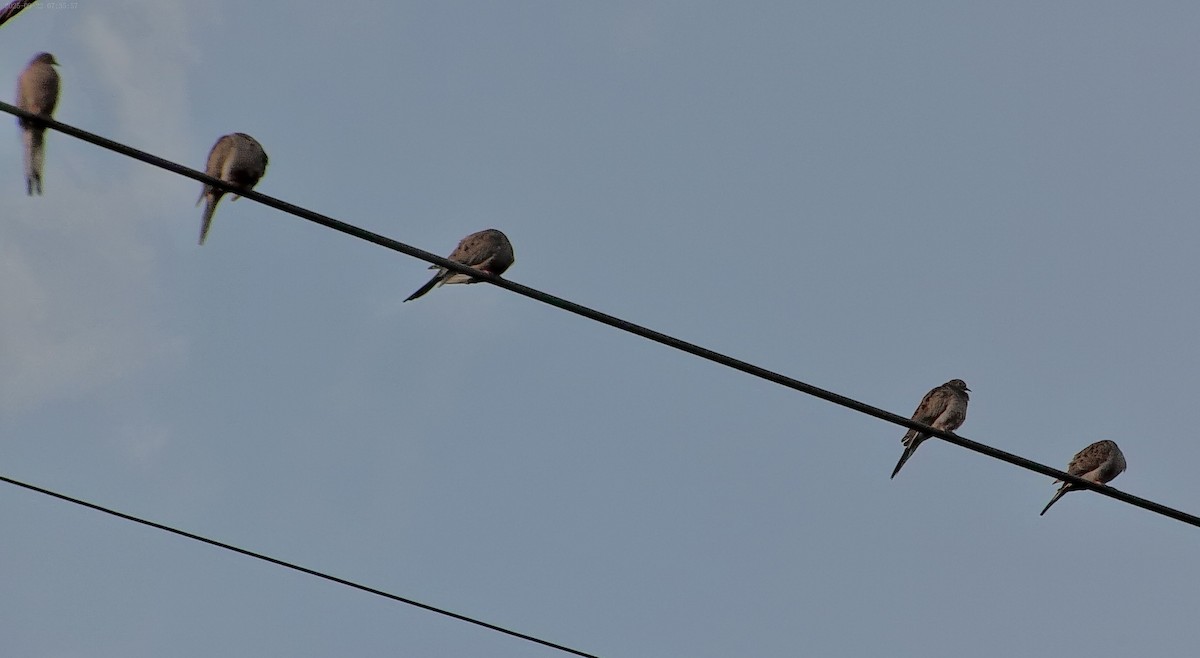 Mourning Dove - ML643525489