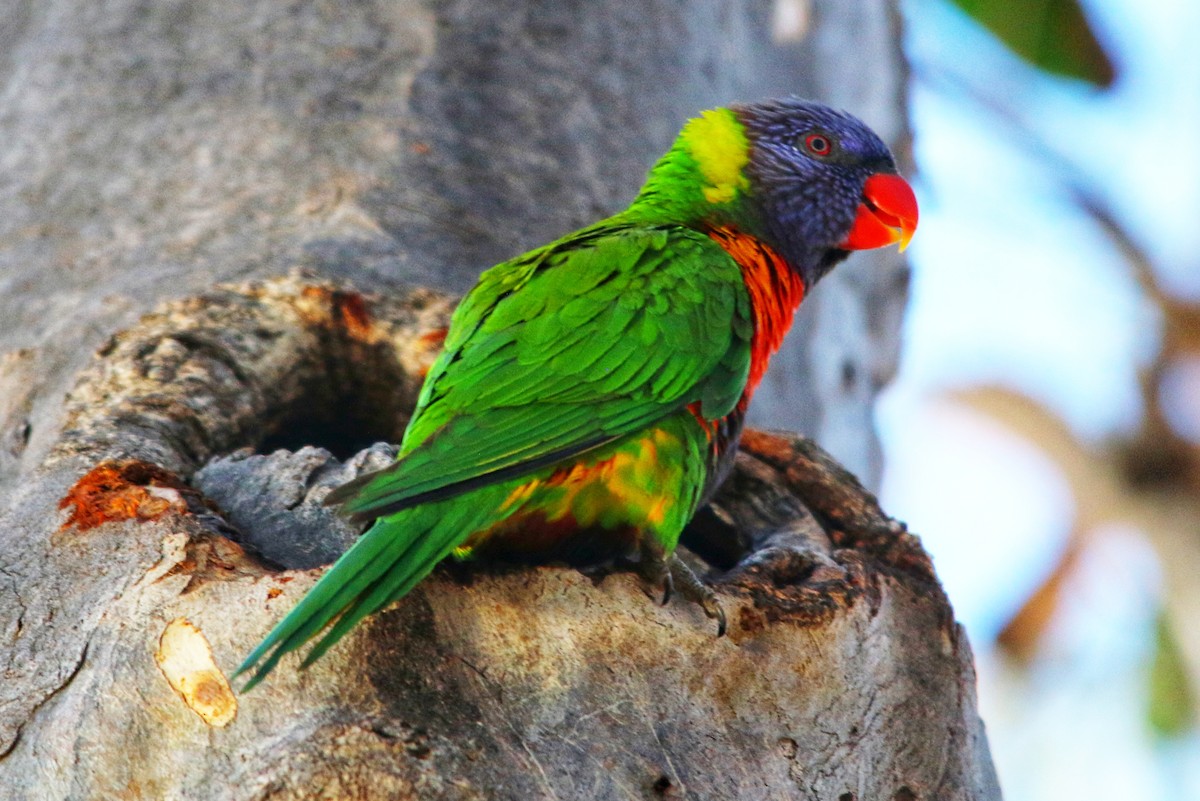 Rainbow Lorikeet - ML643525494