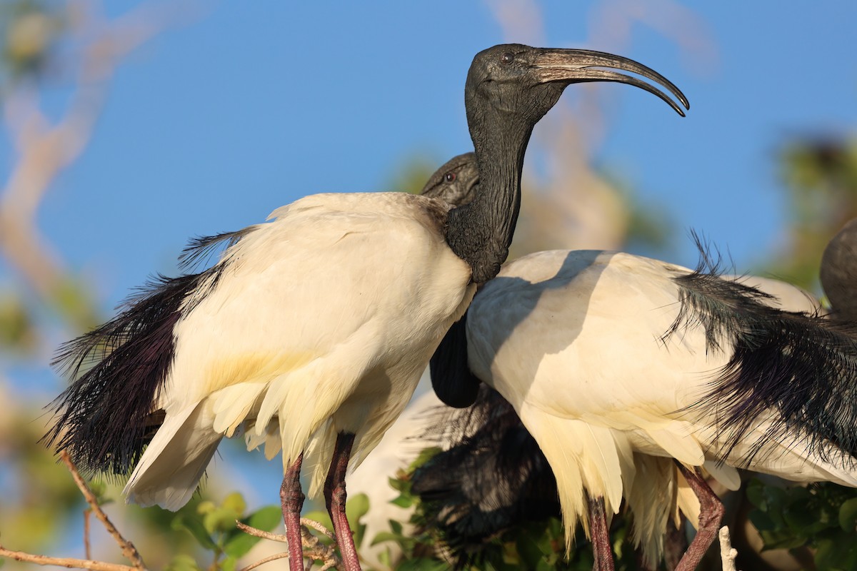 ibis posvátný - ML643525497