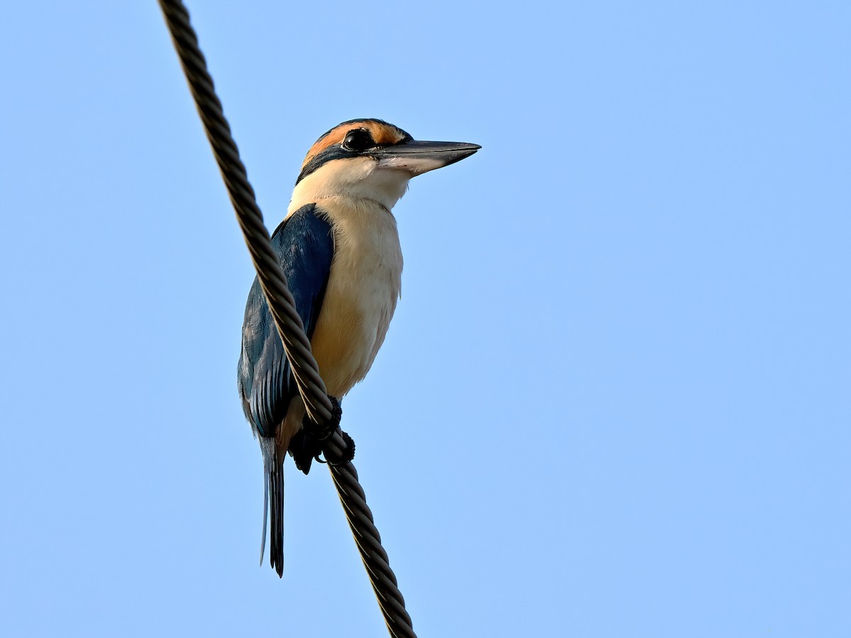 Pasifik Yalıçapkını - ML643525510