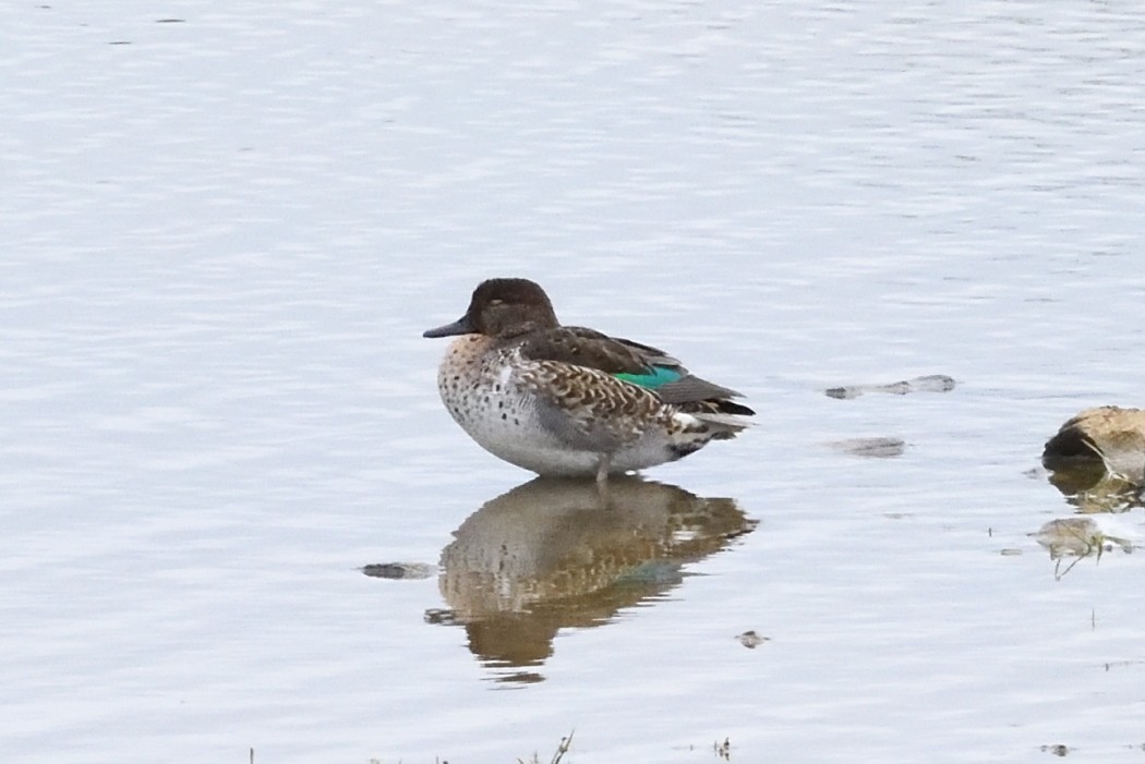 Green-winged Teal - ML643525512