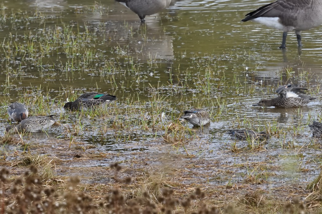 Green-winged Teal - ML643525521