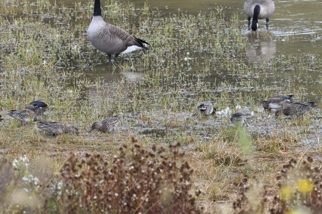 Green-winged Teal - ML643525522