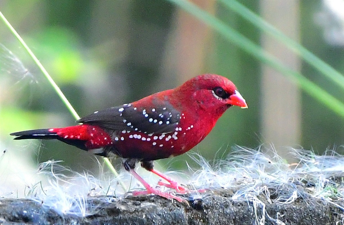 Red Avadavat - ML643525527