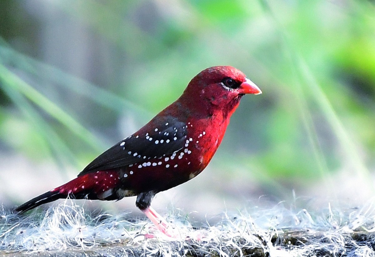Red Avadavat - ML643525528
