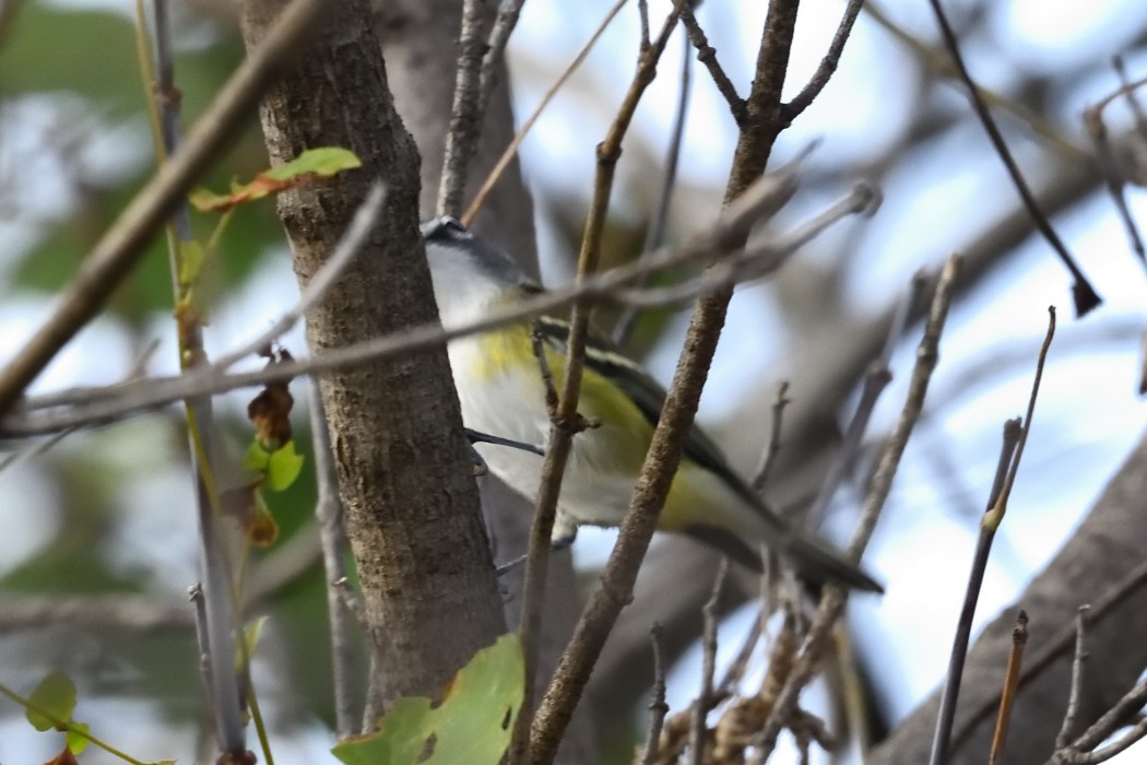 Blue-headed Vireo - ML643525530