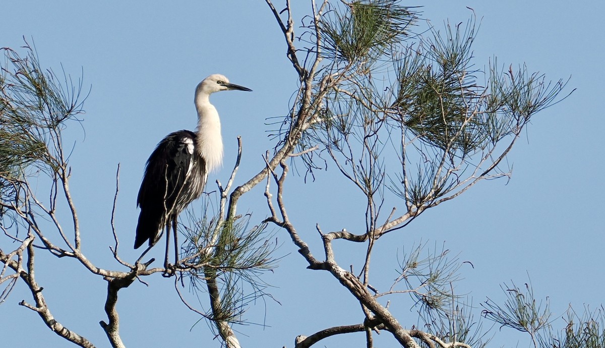 Pacific Heron - ML643525532