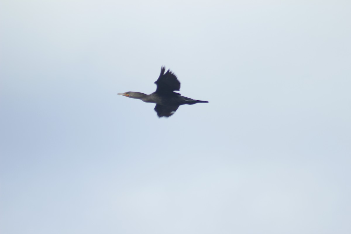 Double-crested Cormorant - ML643525534