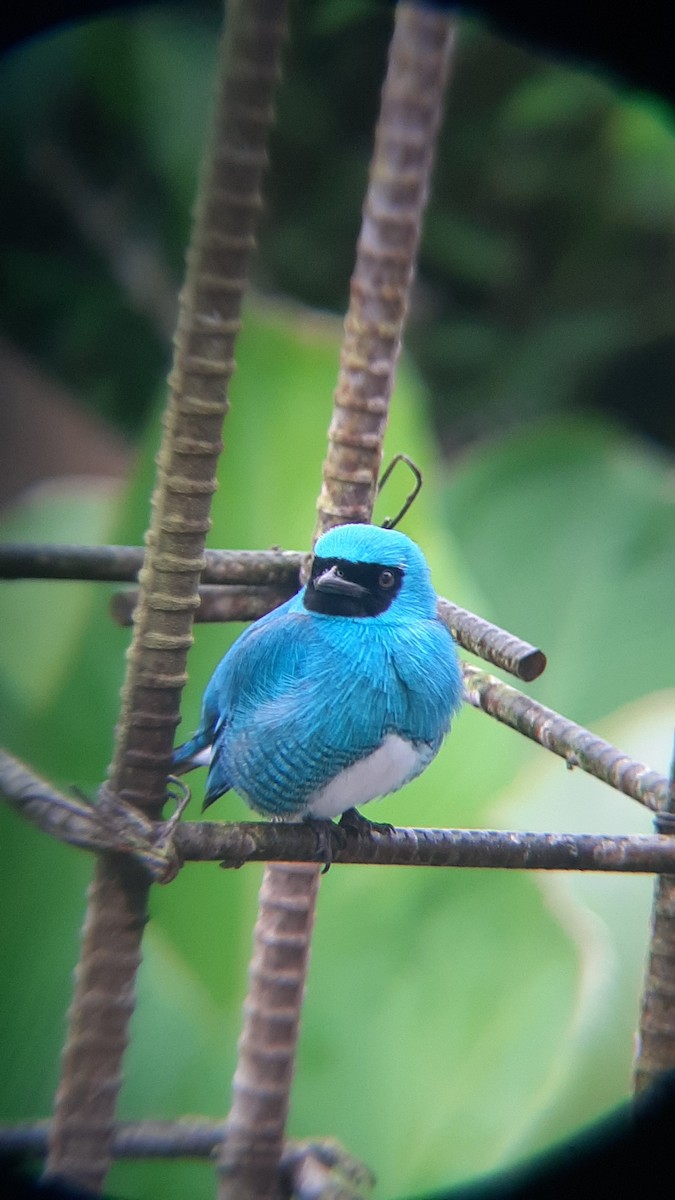 Swallow Tanager - ML643525537